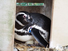 卵を温めるペンギンの様子を観察できる