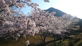 雄大な三上山と様々な桜を楽しめる