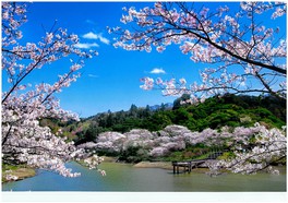 ダムと桜の共演が美しい