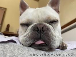 シカマル＆ダリ