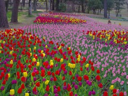 埼玉県の花 自然情報一覧 22件 ウォーカープラス