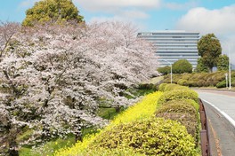 広大な敷地で、珍しい桜が花を咲かせる
