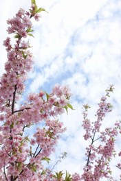 河津桜を皮切りに多種類の桜が開花する