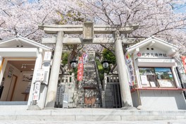 桜に囲まれた北野天満神社の参道と鳥居