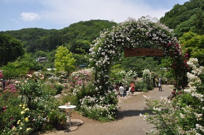 滝ノ入ローズガーデン 春のバラまつり 埼玉県 の情報 ウォーカープラス