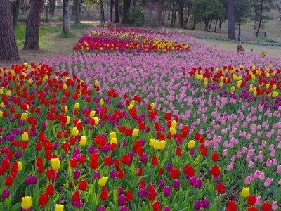 花 見ごろ 国営武蔵丘陵森林公園 早咲きチューリップ 埼玉県 の情報 ウォーカープラス