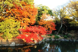 閑院宮邸園池に赤黄の紅葉が映える