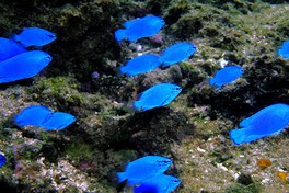 青色が美しいコバルトスズメなど、さまざまな海や川の生き物が見られる期間限定イベント