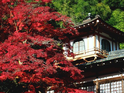 箕面公園 瀧安寺 の紅葉 大阪府 の情報 ウォーカープラス