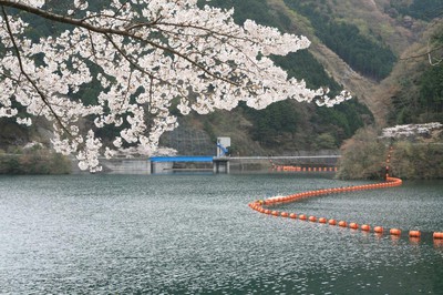 飯能市名栗湖の桜 埼玉県 の情報 ウォーカープラス