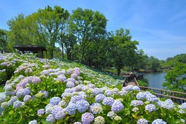約40品種2万本のアジサイが綺麗な花を咲かせる