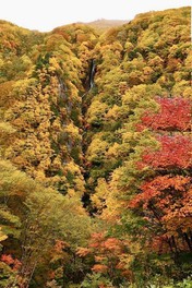 紅葉のコントラストが美しい