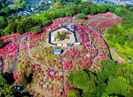 笠間の春の風物詩として親しまれるつつじまつり