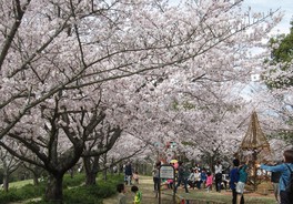 公園内に、空を覆うほど桜が咲き誇る