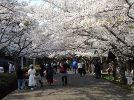 公園内に、空を覆うほど桜が咲き誇る