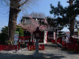 厳かな境内を桜が彩る