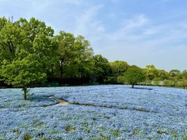 花畑も広くなり約2万株のネモフィラが楽しめる