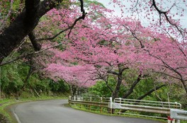 本部八重岳の寒緋桜が満開になると辺り一面がピンク色に染まる