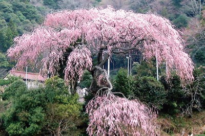 桜 見ごろ 栃沢の枝垂れ桜 静岡県 の情報 ウォーカープラス