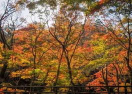 渓谷に秋の訪れを告げる鮮やかなモミジ