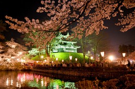 見事にライトアップされた高田城と桜のコラボレーション