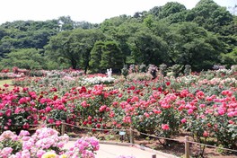 関東の花 自然情報一覧 今週末 7件 ウォーカープラス