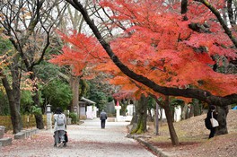 燃えるような紅葉が園内を彩る