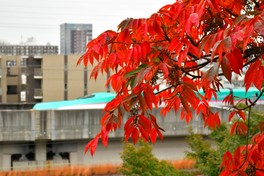燃えるような紅葉が園内を彩る