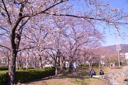 その名の通り開花時期には桜で彩られる「桜の広場」
