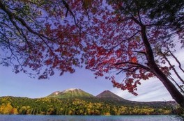 北海道の花 自然情報一覧 16件 ウォーカープラス