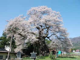 堂々とそびえ立つ、桜の大樹