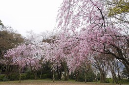 公園に薄桃色の花が咲き乱れる