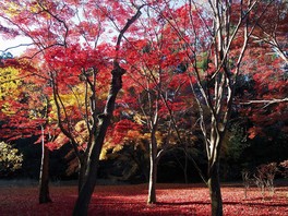 モミジやカエデが園内を彩る