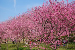 日本最大の花桃の里、古河市の春の風物詩「古河桃まつり」