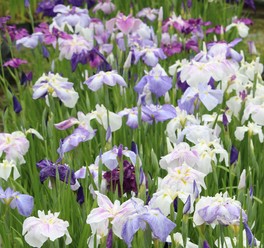 色鮮やかな花菖蒲が咲き誇る
