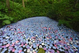 幻想的な風景が広がるあじさいの池