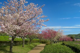 さまざまな種類の八重桜を見ることができる