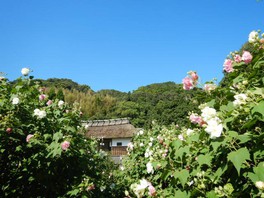 東海の花 自然情報一覧 41件 ウォーカープラス