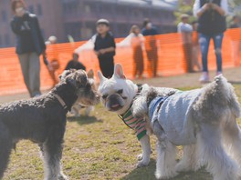 ナイトイベント「犬夜市～イヌヨイチ～」が実施される横浜赤レンガ倉庫エリア