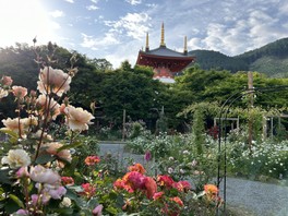 約3年かけて作庭されたバラと宿根草の庭園