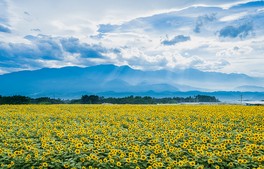 北杜市明野町の太陽の恵みをたっぷり受けたヒマワリ