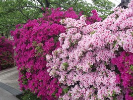 【花・見ごろ】名和公園のつつじ