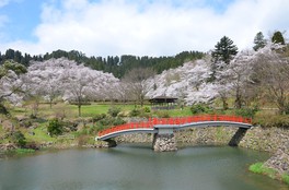 園謝橋の背景に広がる満開の桜は一見の価値あり