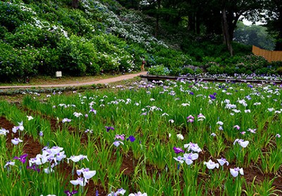 小田原城あじさい花菖蒲まつり 神奈川県 の情報 ウォーカープラス