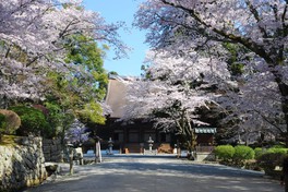 桜で美しく彩られる春の金堂