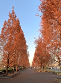 高くそびえるメタセコイアの紅葉