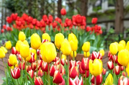 2023年の1.2倍にスケールアップした1万2000本のチューリップが色鮮やかに咲き誇る