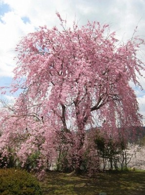 桜 見ごろ いいちこ紅しだれ桜 大分県 の情報 ウォーカープラス