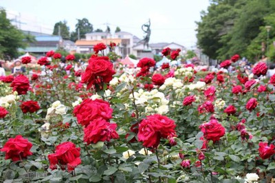 ばらまつり21 中止となりました 埼玉県 の情報 ウォーカープラス