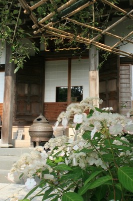 あじさい 見ごろ 光則寺 ヤマアジサイ 神奈川県 の情報 ウォーカープラス